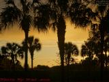 Palms Silhouetted on Sunset Sky, Plantation, Florida
