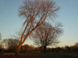 Leaning Tree in Sunset Light, Macdonald Park, Medford