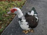 Studied Duck, Sawgrass Mills Mall, Sunrise, Florida