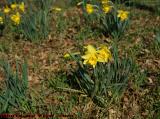 Spring Daffodils, Medford, Massachusetts