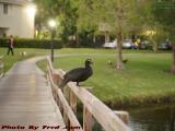 Sitting Duck, St. Tropez Apartments, Plantation, Florida
