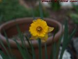 Daffodil Study, George Street, Medford, Massachusetts