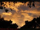 Sunset Framed by Silhouetted Trees, Plantation Pointe
