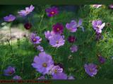Purple Roadside Garden Flowers, Long Point, Conesus, NY