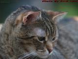 Pensive Penny Pondering, Dell Court, Lynn, Massachusetts