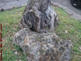 Alien Face of a Dead Tree's Root, Hollywood, Florida
