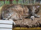 Sleeping Beauty Resting on Her Lawn, Penny in Plantation