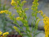 Pollination in Progres, Medford, Massachusetts