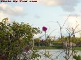 Early Autumn Flowers, St. Tropez Apartments, Plantation