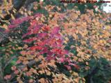 Fall Foliage Season Starting, Peabody, Massachusetts