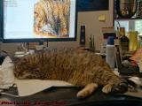 Penny Taking Up Old Habits, Sleeping on My Desk