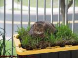 Penny Fiercely Occupying Her Lawn on the Balcony