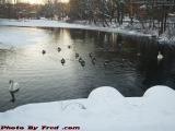 Waterfowl on Elginwood Pond at Sunset, Peabody, Mass.