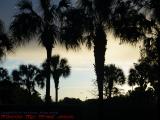 Palms on Nearly Sunset Sky, Plantation, Florida