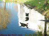 Waterfowl in the Lake, West Library, Plantation