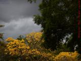 Flowering Trees Perspective Under Heavy Skies, Plantation