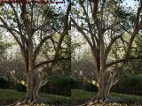 Tree Study in Late Afternoon Sun (cross eye stereo)