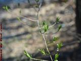 Fresh Leaves Breaking Into Spring, Medford, Massachusetts