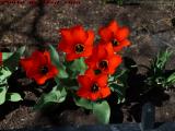 Spring Tulips in Light and Shadow, Medford, Mass.