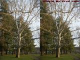Spring Trees, Island Park, Wellsville (cross eye stereo)