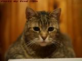 Remembering Penny Who Missed 13 Years With Me by 2 Weeks
