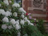 Blooming Bushes, Fairfield and Commonwealth, Boston