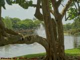 Fountain Through The Tree's Fork, St. Tropez Apartments