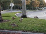 On Guard for the Feeding Family, Plantation Pointe