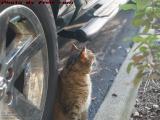 Penny (RIP) Assessing the World, Plantation, Florida
