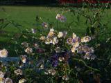 Fall Blooms Facing Rising Sun's Light, Arlington, Mass.
