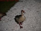 Denizen of the Lake in Available Light, Plantation Pointe