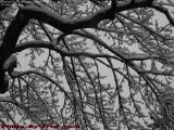 Snow Study, Brookings Street, Medford, Massachusetts