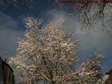 Sunlit Snow Laden Branches on Deep Azure Sky, Medford