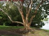 The Witness Tree Saw It All, Plantation, Florida