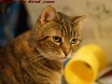 Remembering Penny, Serious in Her Studies, Wellsville, NY